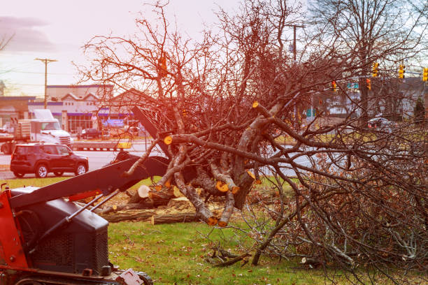 Best Storm Damage Tree Cleanup  in Village Shires, PA