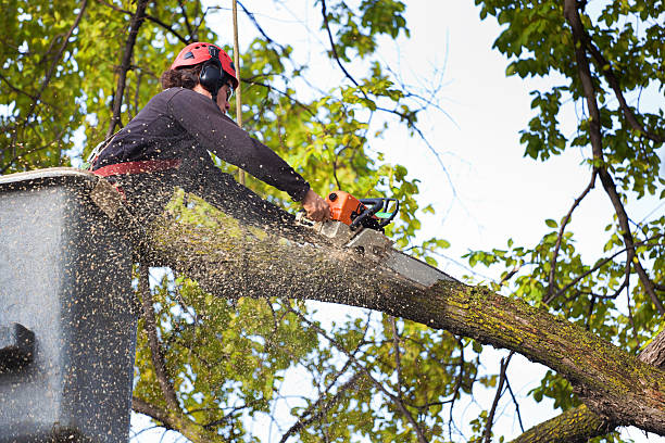 Best Lawn Grading and Leveling  in Village Shires, PA